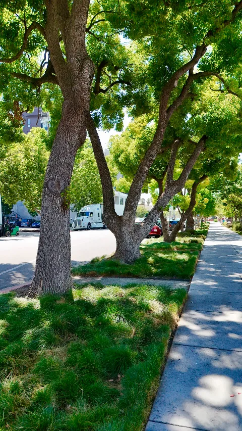 Malagon Legacy Landscaping photo 1