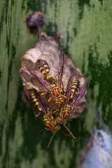Greenix Pest Control photo 4