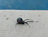 Crawlies PCO