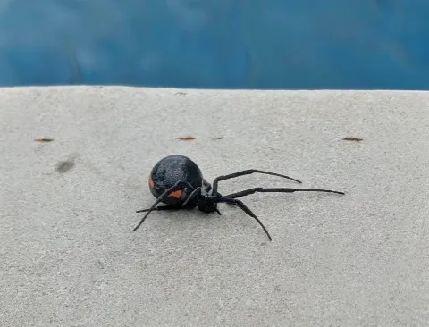 Crawlies PCO in Bozeman