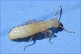 Security Pest Control photo 4