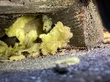 Phantom Pest Control Vancouver photo 10