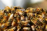 Final Exterminators photo 7