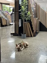 Wall To Wall Flooring photo 8