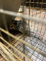 Windsor Pest Terminators photo 5