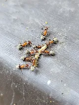 Earthwise Pest Management photo 7