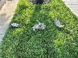 Greenix Pest Control photo 6