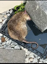 Yonkers Exterminator At Last Pest Control photo 7