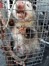 Cooper Pest & Wildlife Solutions photo 4