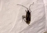 Technica Pest Solutions Calgary photo 4