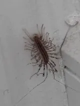 Extermination Solution Extreme photo 7