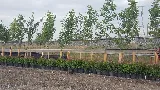 Eden Landscaping photo 10