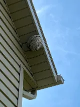 The Bug Man and Queen Bee photo 8