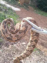 Wildlife Removal Burlington photo 7