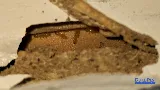 Duke Pest Services Inc photo 4