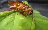 Sage Pest Control photo 8