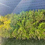 LawnStarter Landscaping photo 7
