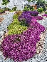 Samberito Landscaping photo 7