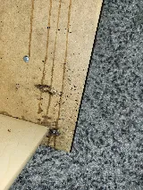 Just Bedbugs Pest Control Inc. photo 2