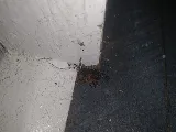 Audubon Pest Control LLC photo 3