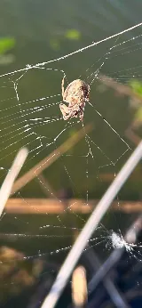 Hedgecoke Pest Control photo 8