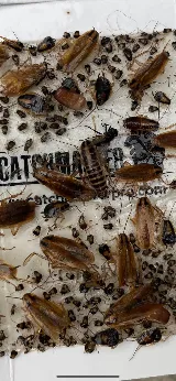 Get'm Pest Control & Exterminator In Jersey City