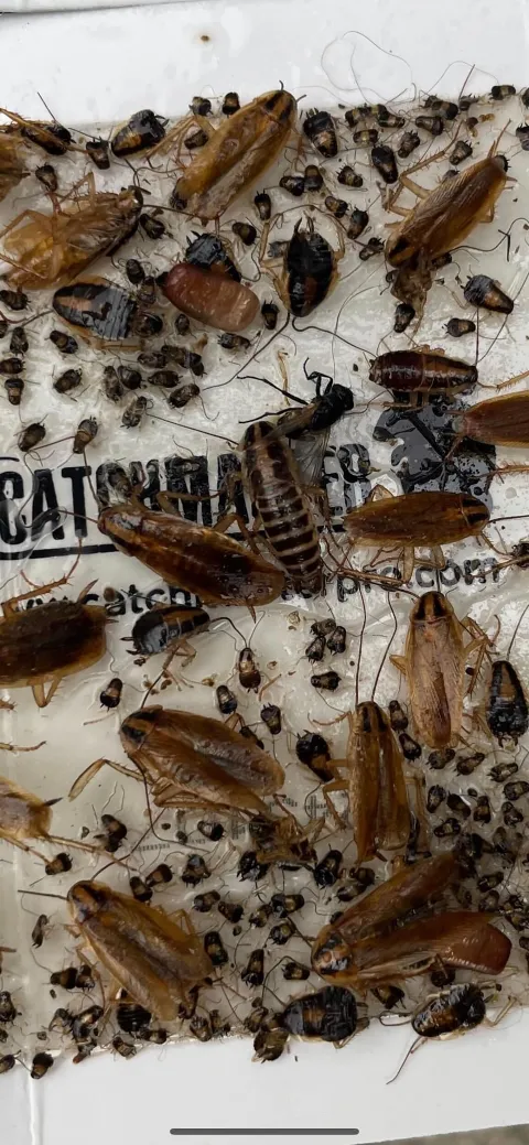 Get'm Pest Control & Exterminator In Jersey City in Jersey City