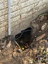 Rottler Pest Solutions photo 7