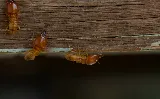 Affordable Termite Control photo 3