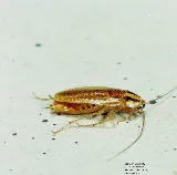 Budget Pest Control, Inc. photo 3