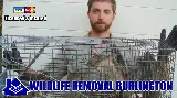 Wildlife Removal Burlington