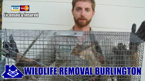 Wildlife Removal Burlington photo 1