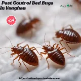 Ultimate Pest Solutions - Pest Control Vaughan photo 2