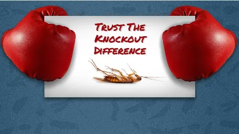 Knockout Pest Control in New York City