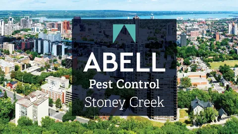 Abell Pest Control in Hamilton