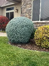 Azteca Lawn & Care / Landscaping Services photo 8