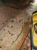 Acme Pest Solutions photo 5