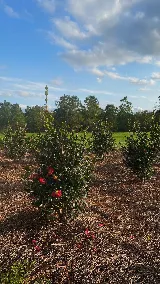 Happy Gardens Landscape LLC photo 4