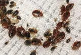 A1 Bed Bug Exterminator Syracuse photo 3