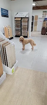 Radix Flooring photo 4