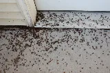 Pied Piper Pest Control