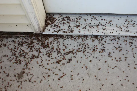 Pied Piper Pest Control photo 1