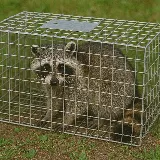Natural Pest Control