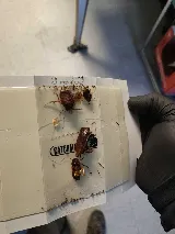 Rock Pest Control photo 4