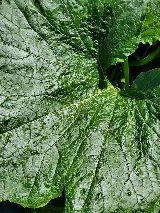 EcoShield Pest Solutions photo 6