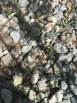 CAD Pest Control photo 4