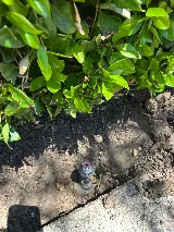 New West Landscape Management, Inc. photo 4