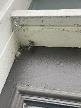 Bulwark Exterminating photo 7