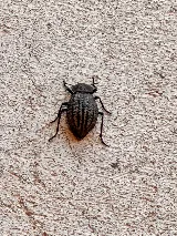 EnviroGuard Pest Control photo 7