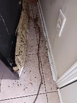 Orented Pest Control Vaughan photo 7